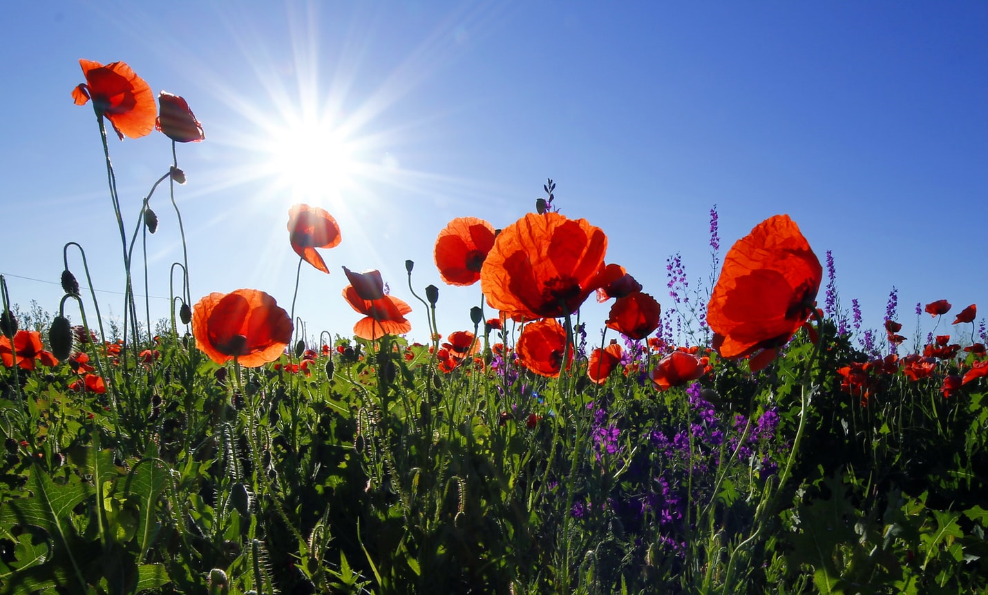 red poppies varr-dan jewellery